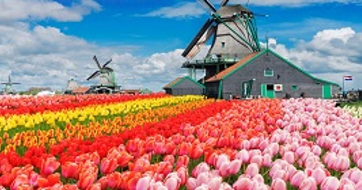 Chiêm ngưỡng vườn hoa Keukenkof lớn nhất thế giới tại Hà Lan