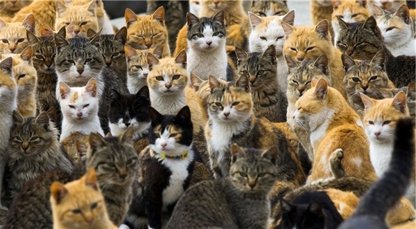 tỉnh Ehime Nhật Bản dao meo