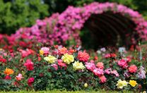 Lễ hội ở Hàn Quốc