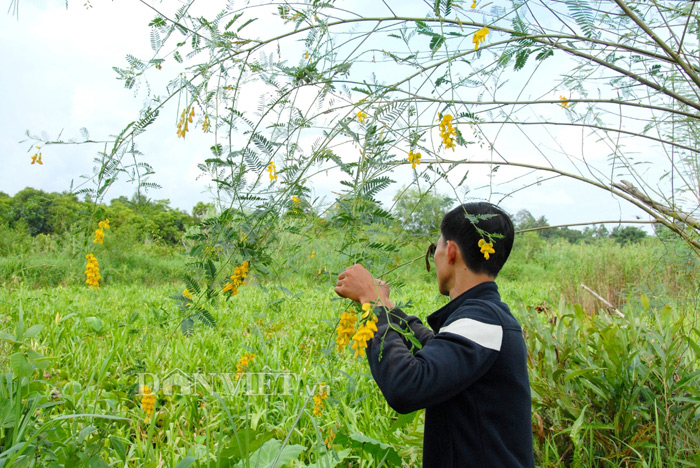 bung-binh-thien-an-giang