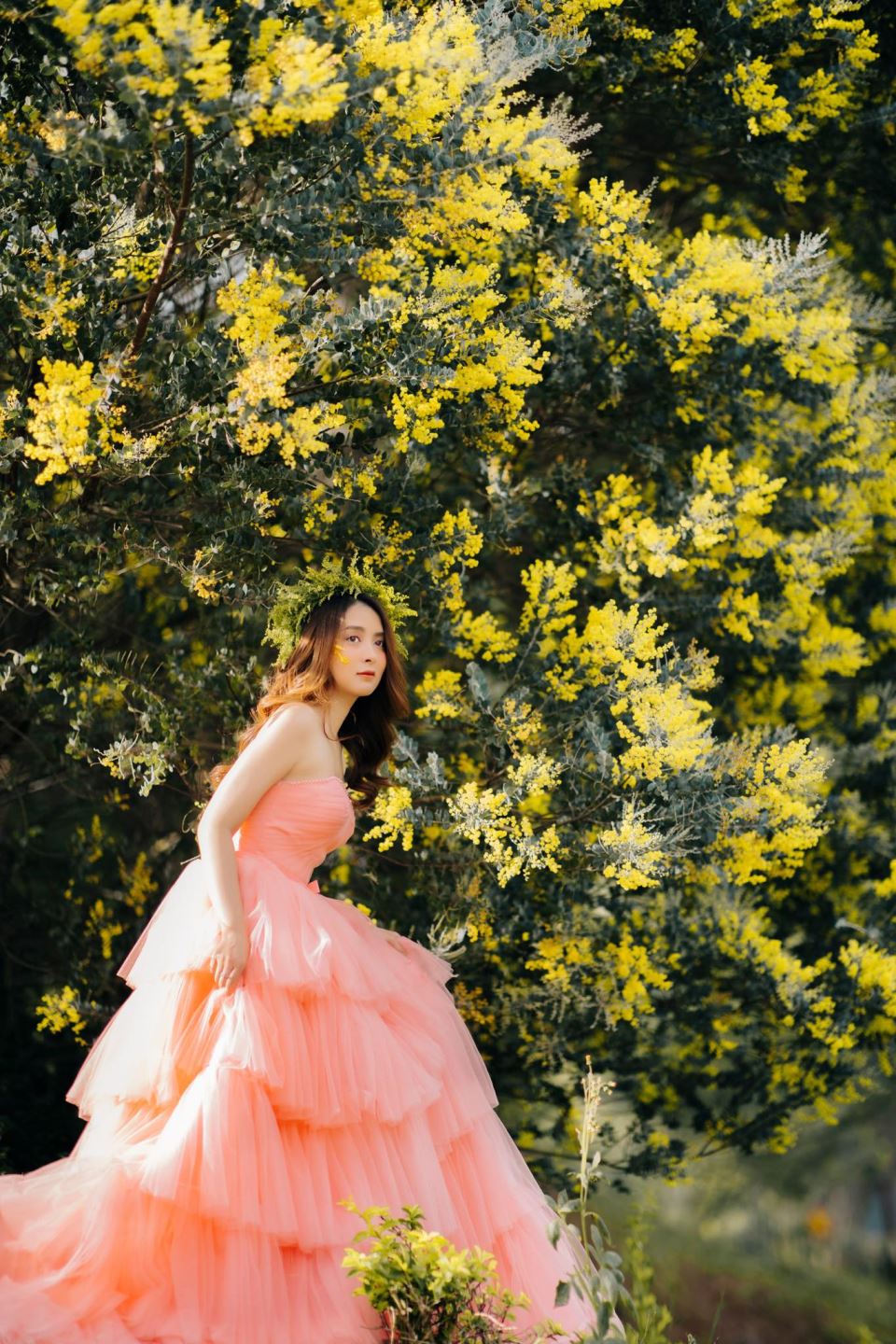 Hành trình đến với Đà Lạt của hoa Mimosa