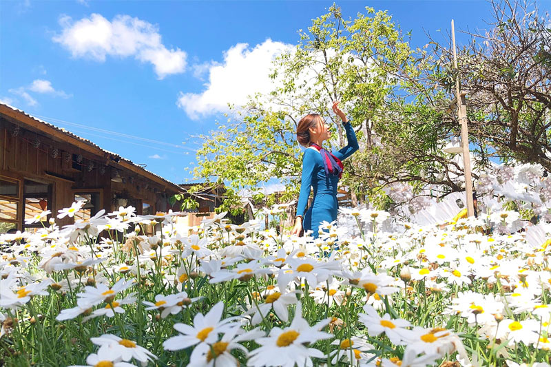 Hoa cúc Đà Lạt - cúc hoạ mi