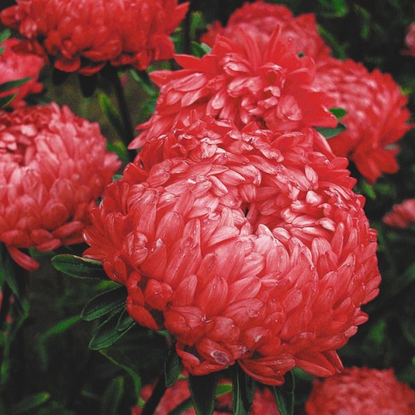 Hoa cúc Đà Lạt - cúc kim cương đỏ