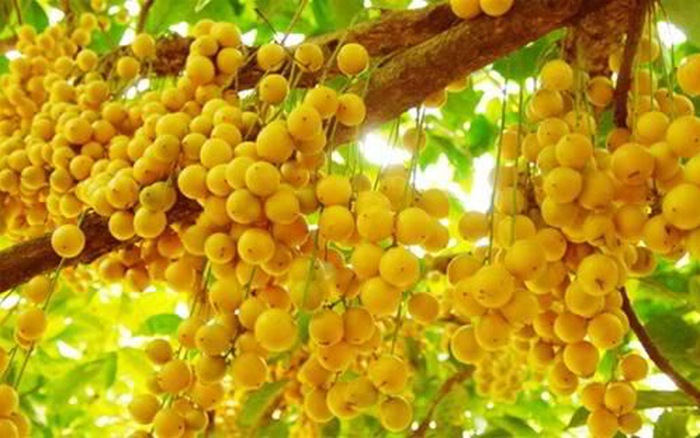 đăch sản dâu Hạ Châu Cần Thơ