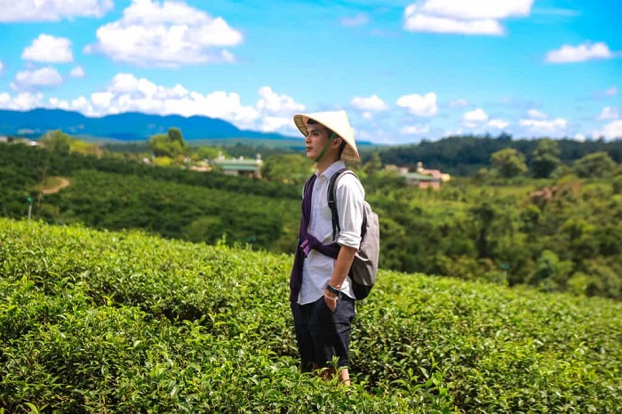 Đồi chè Phước Lạc Lâm Đồng