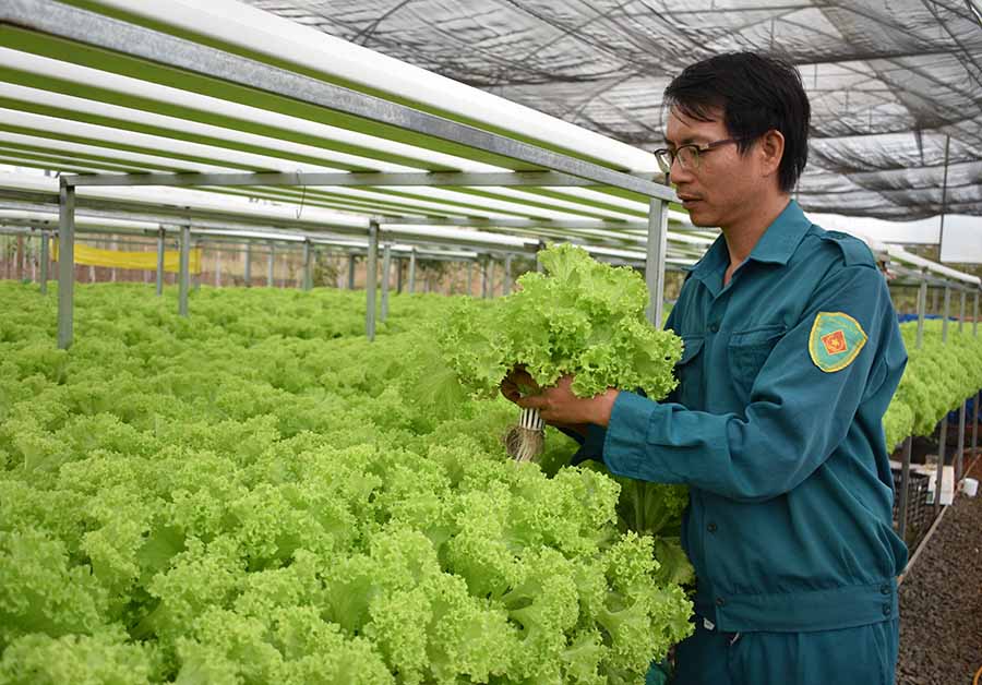 đơn hàng nông nghiệp Nhật Bản dành cho Nam