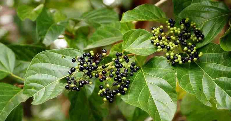 Lá cách ăn bánh xèo làm thuốc