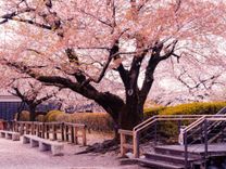 Lễ hội hoa anh đào ở Nhật Bản