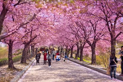 Lễ hội hoa anh đào: Lễ hội hoa anh đào là một sự kiện lớn ở Nhật Bản, với hàng chục nghìn cây hoa anh đào được trồng trên các con đường và công viên. Bản thân hoa anh đào cũng đã trở thành biểu tượng của Nhật Bản trên toàn thế giới và được yêu thích bởi vẻ đẹp mong manh và tinh tế.