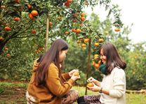 Vườn trái cây Cần Thơ