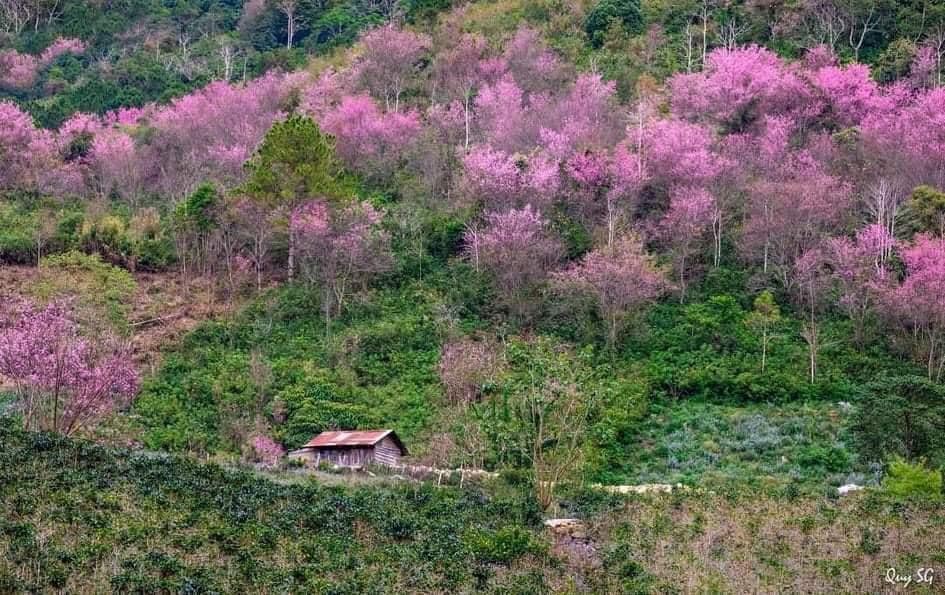 Hoa anh đào Đà Lạt Mộng Nguyên Đào Đà Lạt