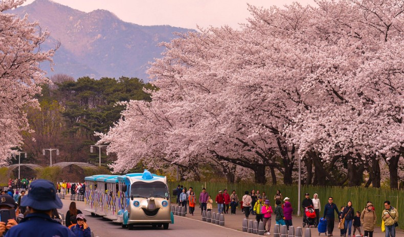 Ngắm hoa anh đào Hàn Quốc tại công viên Seoul 