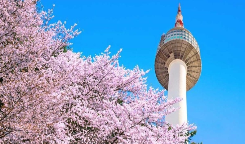 mùa hoa anh đào Hàn Quốc tại Gyeonggi