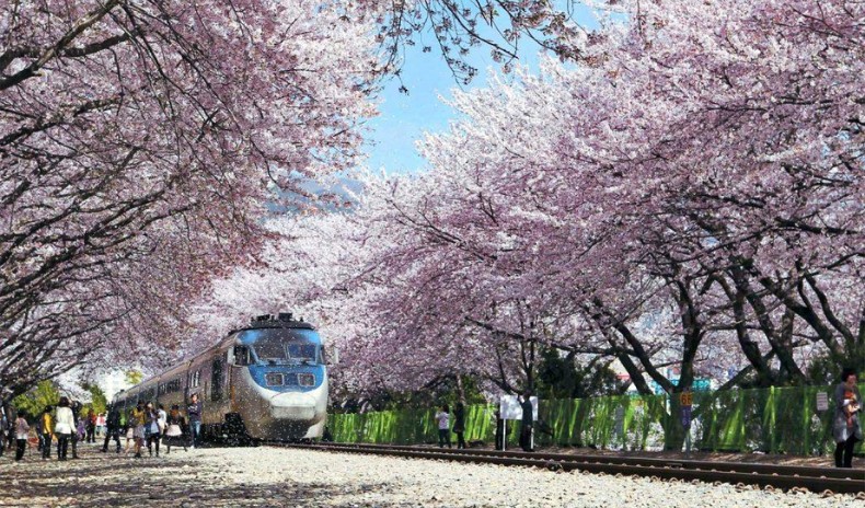 mùa hoa anh đào Hàn Quốc ở Jinhae