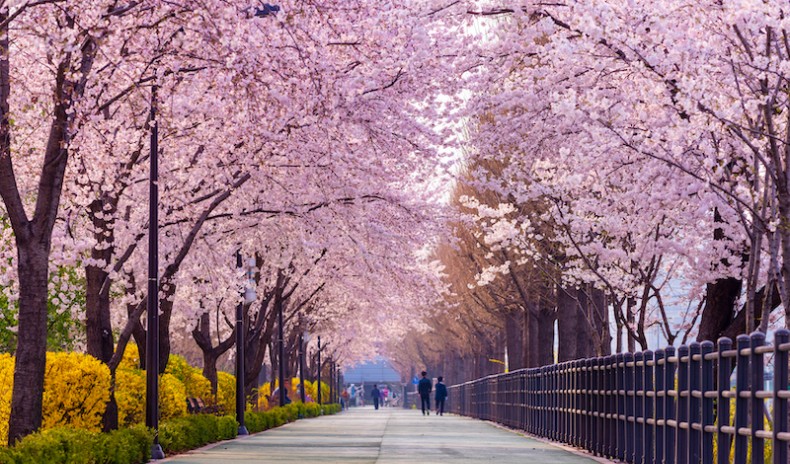 mùa hoa anh đào ở Jeju