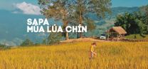 Sapa mùa lúa chín