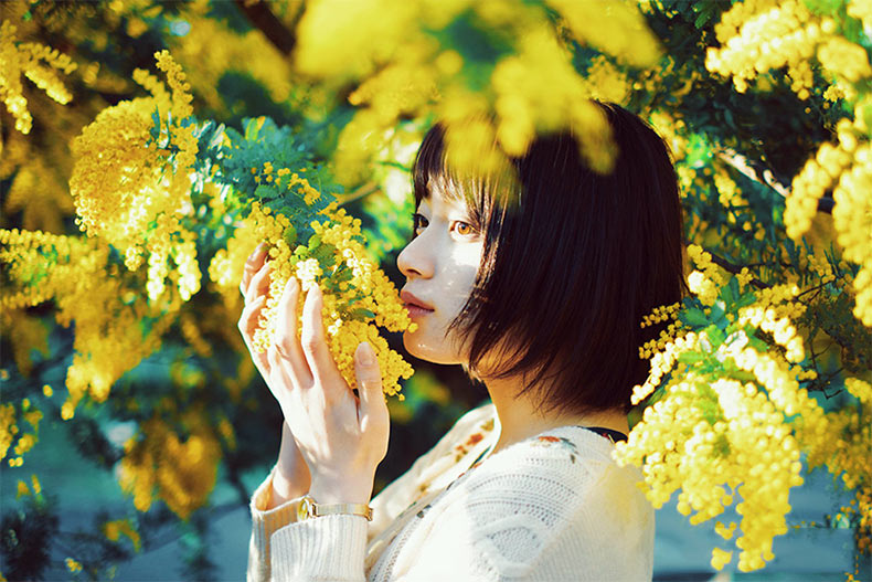 Sự tích hoa Mimosa