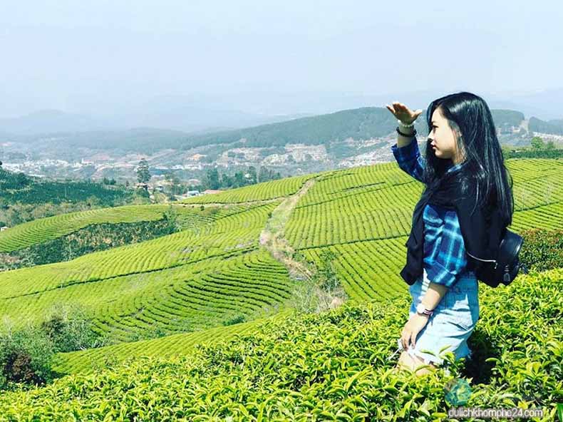 đi đồi chè Cầu Đất vào tháng mấy