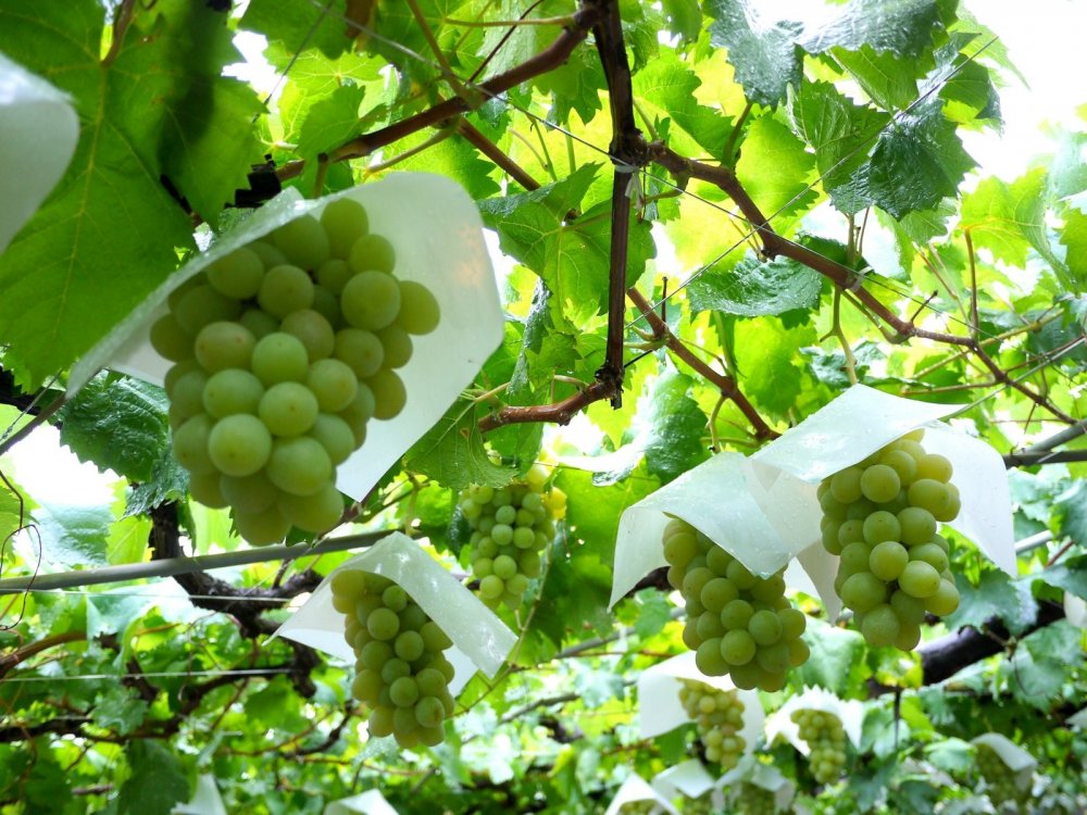 vườn nho Atago-En Nhật Bản tháng 9