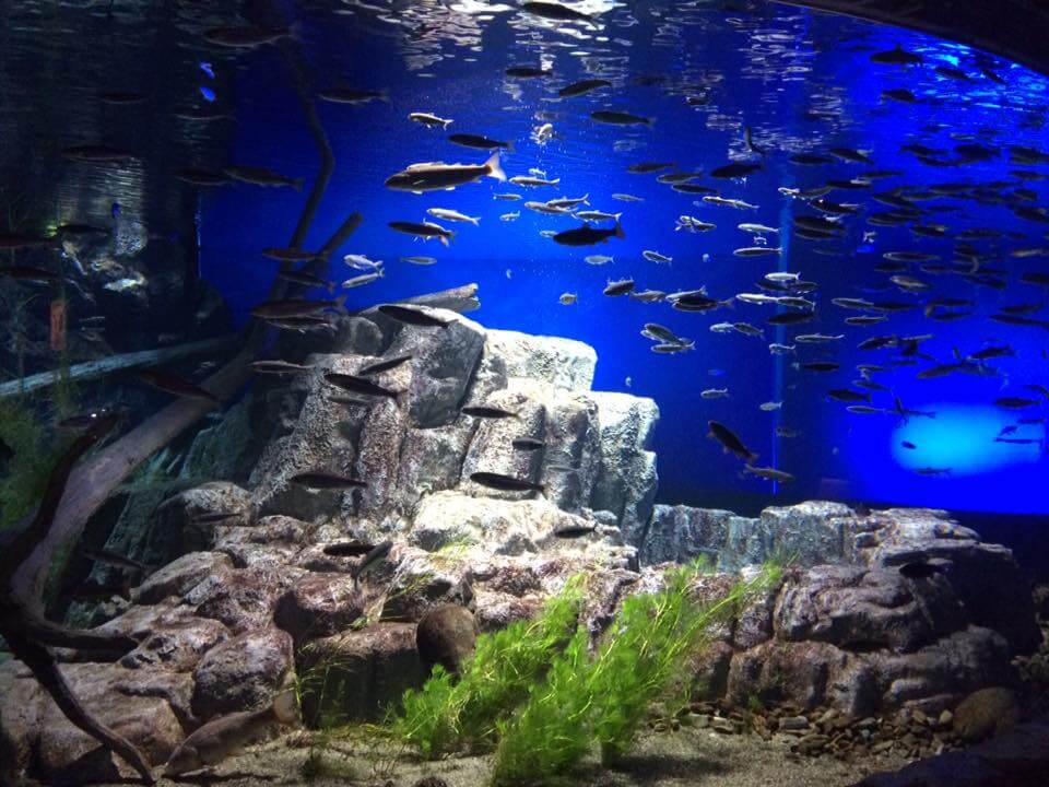 Vé máy bay đi Chitose thủy cung Sake no Furusato Chitose