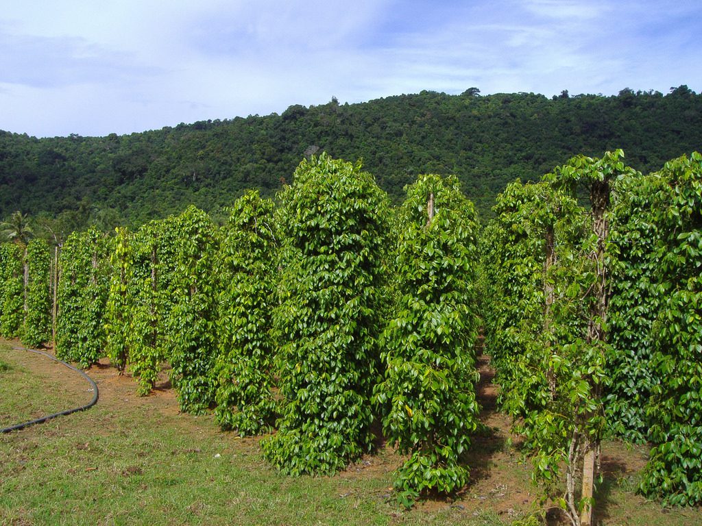 di-phu-quoc-mua-qua-gi