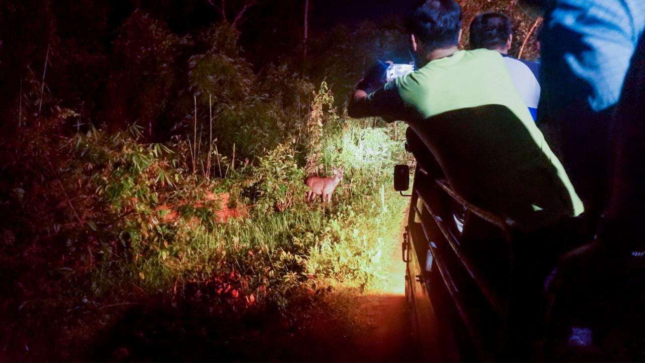 Tour đêm ngắm động vật hoang dã vườn quốc gia Cát Tiên