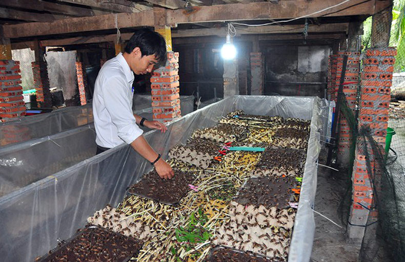 Trại dế Thuận An - Lâm Hà Lâm Đồng