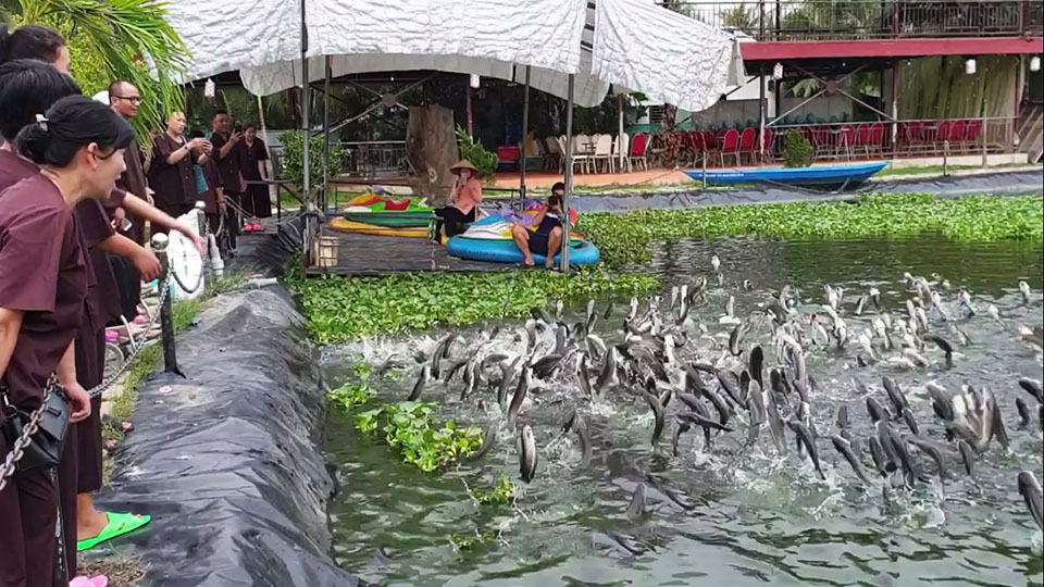 cá lóc bay tại Cồn Sơn Cần Thơ