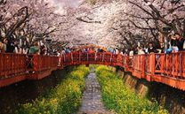 Bay để trải nghiệm với vé máy bay Hải Phòng đi Hàn Quốc