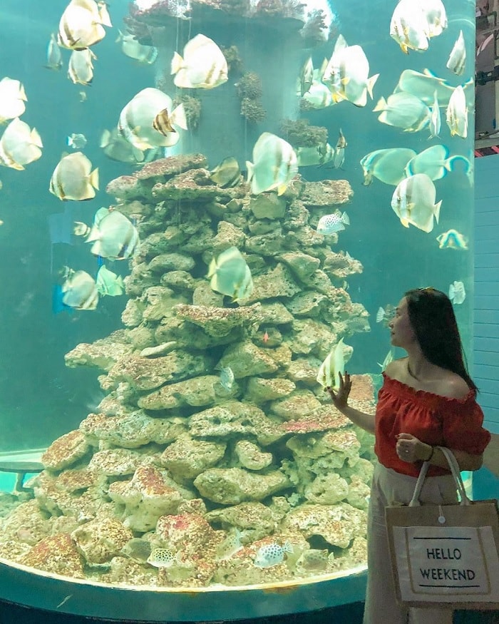 viện hải dương học tại Vinpearl Discovery Nha Trang