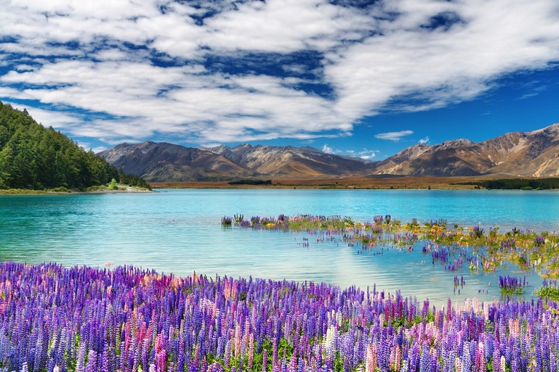 Thời điểm lý tưởng để du lịch New Zealand