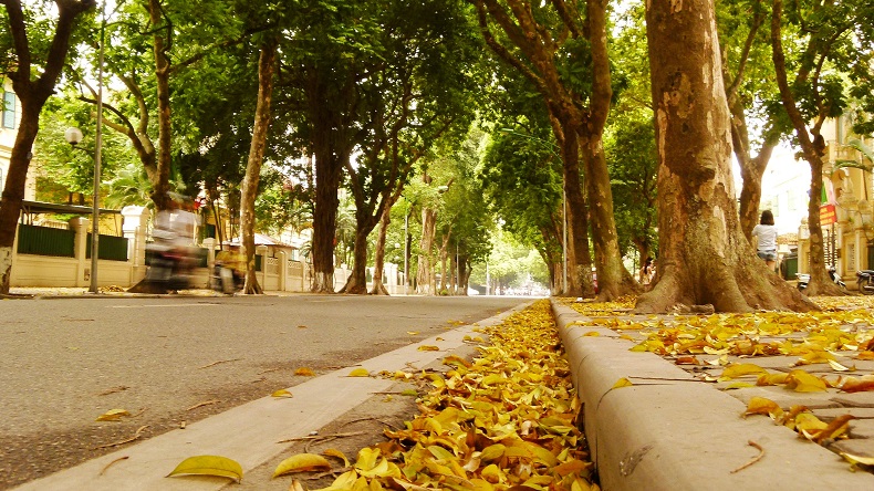 Hà Nội mùa lá vàng rơi