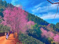 Mộng Đào Nguyên