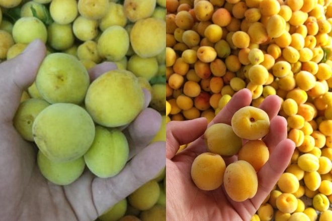 Nước mơ ngâm Hàn Quốc - Chọn mơ 