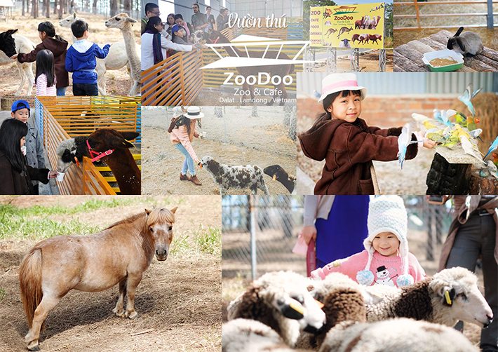 tham quan vườn thú đa dạng tại Zoodoo