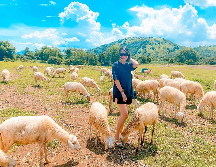 Chơi gì ở Vũng Tàu - Cánh đồng cừu