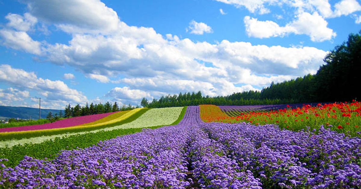 Đà Lạt thành phố ngàn hoa nơi làm thổn thức tâm hồn du khách