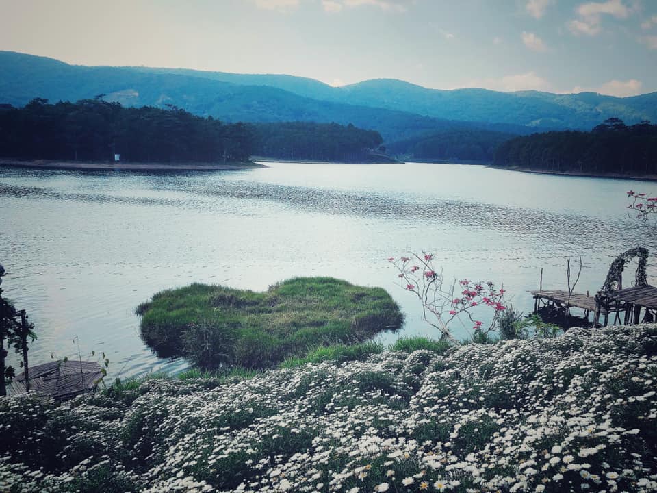 Happy Hill Đà Lạt - Vườn cúc họa mi 