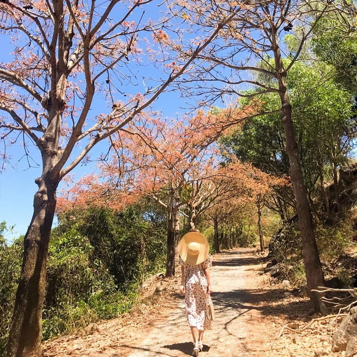 con đường cây khô - khu du lịch Vũng Tàu