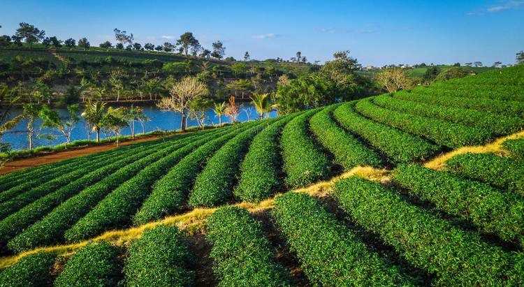 Bảo Lộc - Đồi trà Tâm Châu