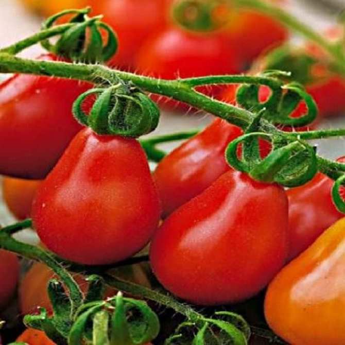 Cà chua Đà Lạt - Cà chua hồ lô