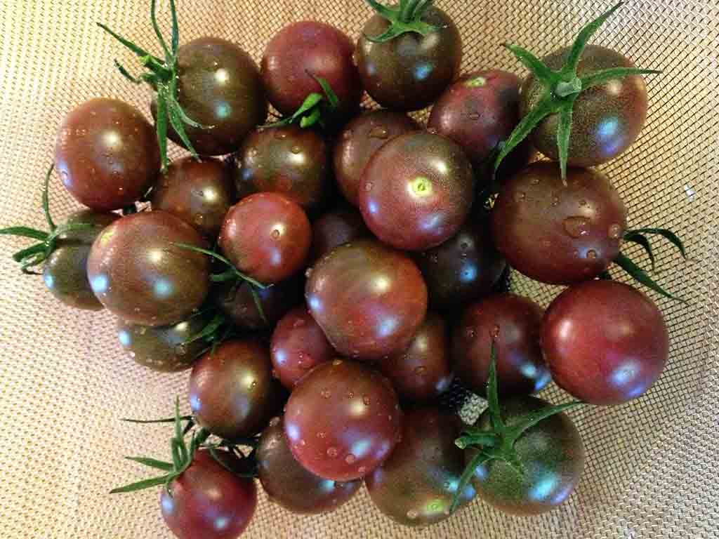 Cà chua Đà Lạt - Cà chua socola