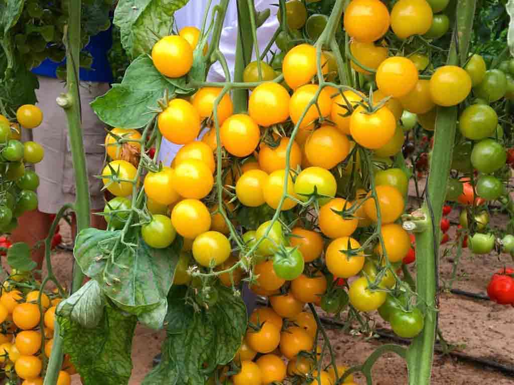 Cà chua Đà Lạt - Cà chua vàng