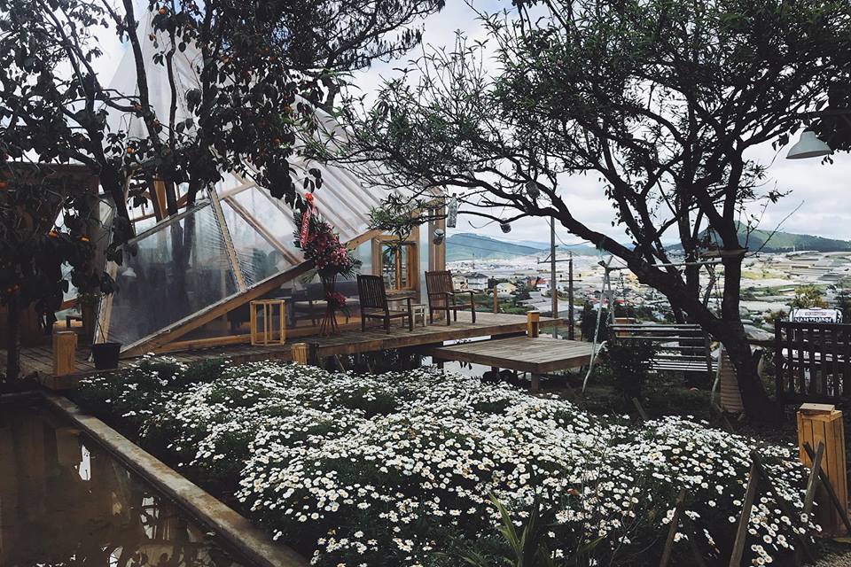 Cafe Túi Mơ To Đà Lạt - Không gian bên ngoài, vườn cúc họa mi
