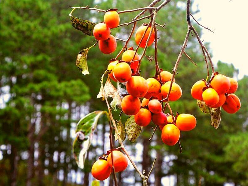 Thành phố Đà Lạt