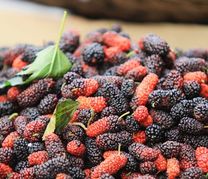 Dâu tằm Đà Lạt