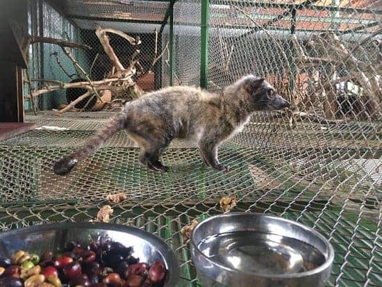 Mê Linh Coffee Garden - Khu tầng dưới nuôi chồn