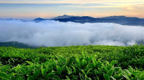 Săn mây đồi chè Cầu Đất 