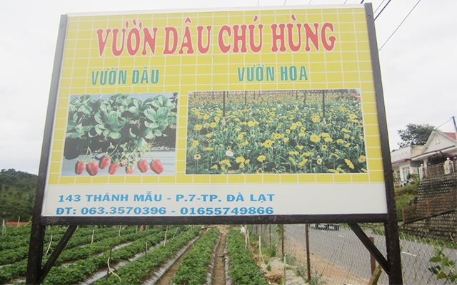 Vườn dâu chú Hùng - Vườn dâu chú Hùng nằm ở đâu?