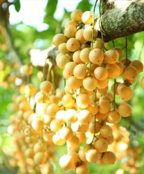 Vườn trái cây Bình Dương 